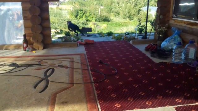 Итальянский Кане-Корсо "Валенте" смотреть онлайн