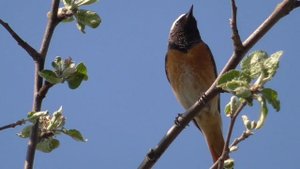 Обыкновенная горихвостка поёт ранним утром [Phoenicurus phoenicurus]