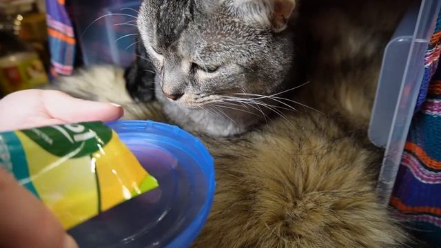 Строим СЕКРЕТНЫЕ домики для животных: ОГОНЬ, ВОЗДУХ, ВОДА, ЗЕМЛЯ смотреть онлайн