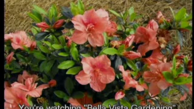 2019 May - Rhododendrons & Azaleas смотреть онлайн