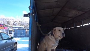 Где купить собак и щенков в Бишкеке? // Собачий рынок // Ит Базар // 29.11.2020