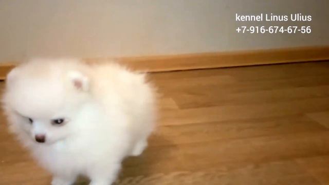 маленький щенок померанского шпица  little pomeranian puppy available for sale