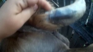 Как определить возраст коровы по рогам?!