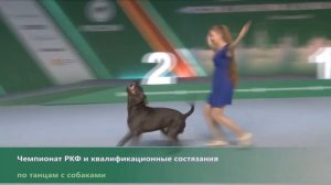 Танцы с собаками. Рублева Наталья и кане корсо Брейн. «Цвет настроения синий»