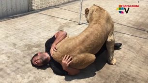 Молодая львица сбивает с ног мужчину, чтобы обнять его