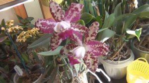 Цветущая впервые Cattleya Green Emerald 'Orchid Queen'