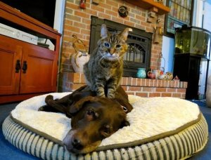 СМЕШНЫЕ КОТЫ?/10 МИНУТ СМЕХА/СМЕШНЫЕ ЖИВОТНЫЕ /ЛУЧШИЕ ПРИКОЛЫ/ выпуск #63