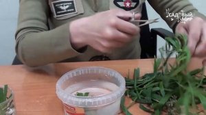 Комнатные растения  Как размножить циперус. Сайт "Садовый мир"