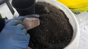 ГИППЕАСТРУМЫ от наперстка к ведру!