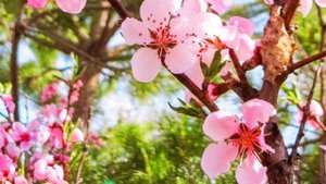 Мин ышанам таңнарга.Фадис Ганиев.