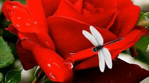 Футаж Стрекоза на алой розе/Footage Dragonfly on a scarlet rose