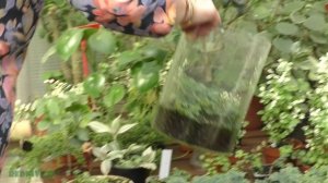 Растения для полюдариума.