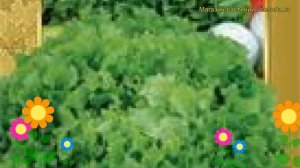 Салат Азарт (Салат Azart). Краткий обзор, описание характеристик, где купить семена Azart