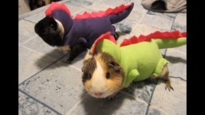 Смешные морские свинки