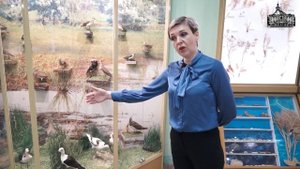 Видеоэкскурсия Кулик – птица водоемов