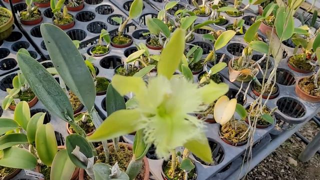 Brassavola digbyana ( Rhyncholaelia digbyana ) смотреть онлайн