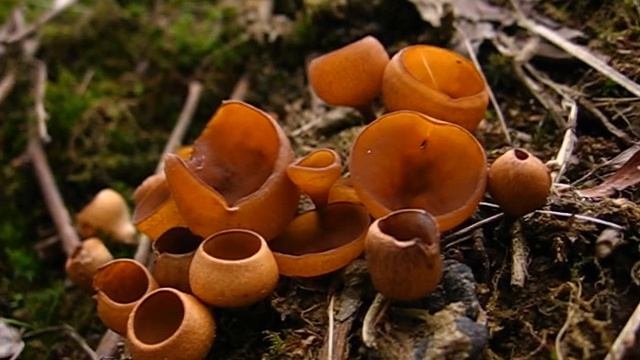 Fungi
