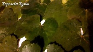 Заморозка Виноградных Листьев на ДОЛМУ! Без Консервации и Соленья!