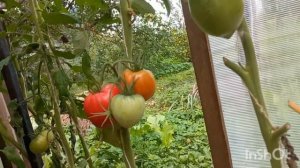 Томат Копия или Золото скифов в теплице 20.08 2023