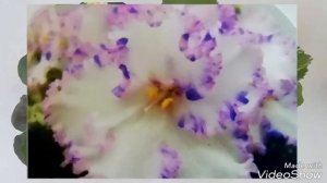 НОВЫЕ СОРТОВЫЕ ФИАЛКИ В МОЕЙ КОЛЛЕКЦИИ/Краткое Описание Сортов Фиалок.