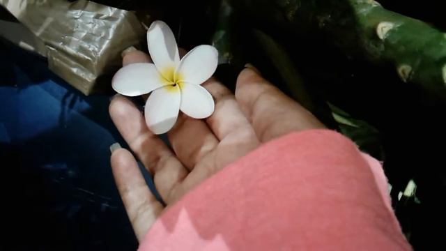 🌸FLEA MARKET PLUMERIA HAUL🌸 смотреть онлайн