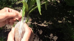 Лилии и лилейники  Почему стоит купить лилии летом?