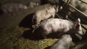 Поросята выросли быстрее чем я думал. Ячмень по 8 грн, на посев