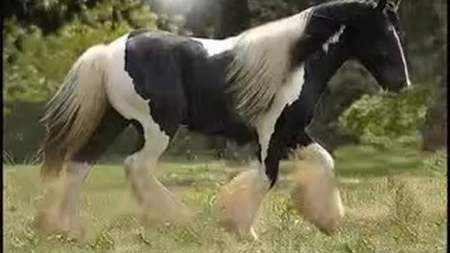 лошади смотреть онлайн