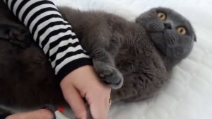 Подстричь когти коту / кошке в домашних условиях легко. Это лёгкий способ подстричь когти коту