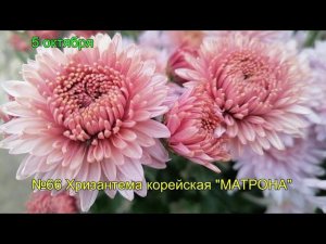 №66 Хризантема корейская МАТРОНА 5 октября 2023 г