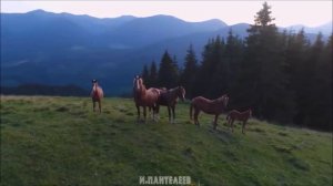 Я ИСКАЛ ЕГО ВСЮДУ - Игорь Пантелеев и Илай Илимар трогательные, душевные песни под гитару