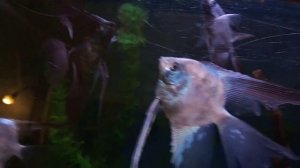 Скалярия Пиной-Параиба,  Параиба вуаль, Призрак.