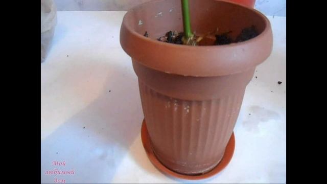Как вырастить РОЗУ из букета? Роза из черенка, укоренение и посадка