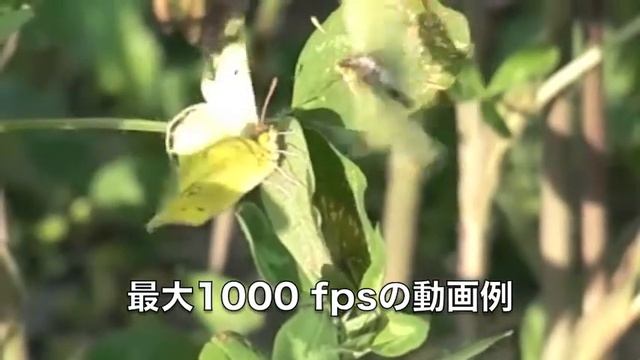 CASIO EX-ZR1000 смотреть онлайн