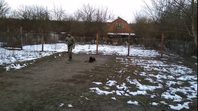 Немецкий боксер 7мес Ричард дрессировка