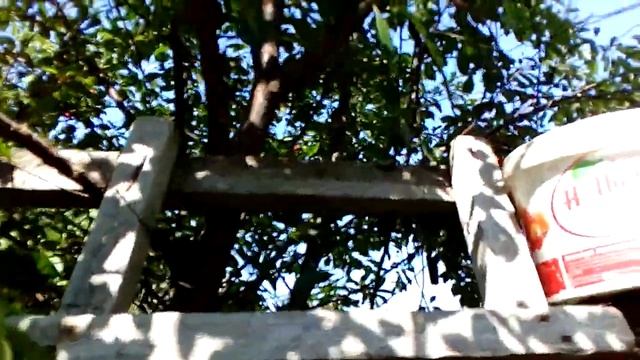 Вишня Шпанка//СОБИРАЮ смотреть онлайн