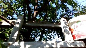 Вишня Шпанка//СОБИРАЮ