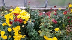 Хризантема корейская и мультифлора обзор.
