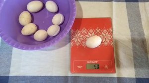 Вес яйца кур молодок породы Белый Леггорн