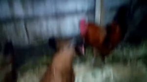 Отвечаю на вопрос подписчице!!! Синь Синь Дянь рыжая!!!