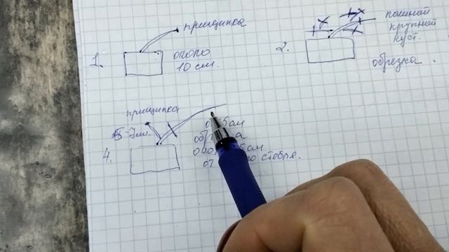 #270.Схемы обрезки и прищипки черенков зонартиков.