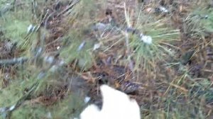 Зимний сбор грибов 19.12.2020 / Грибы в подарок от Николая /Декабрьские зеленушки и маслята/ 1 част