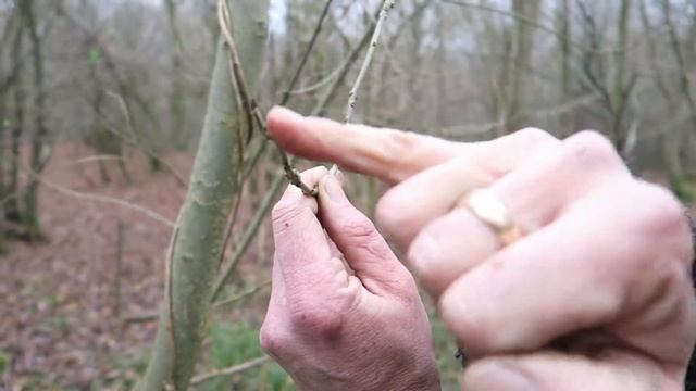 British winter tree identification and uses - Ash, Fraxinus excelsior смотреть онлайн