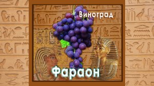Фараон виноград