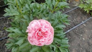 Пион  Etched Salmon ( Этчед Салмон  )