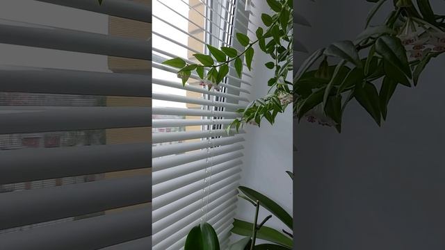 Прекрасная Monza и хойя Белла смотреть онлайн