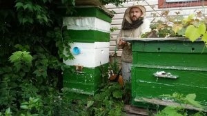 Не покупайте ядовитый мед из пенопластовых ульев