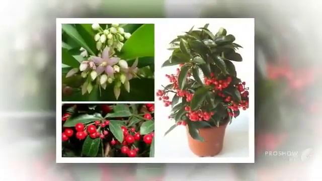 Цветы Ардизия (Ardisia flower)
