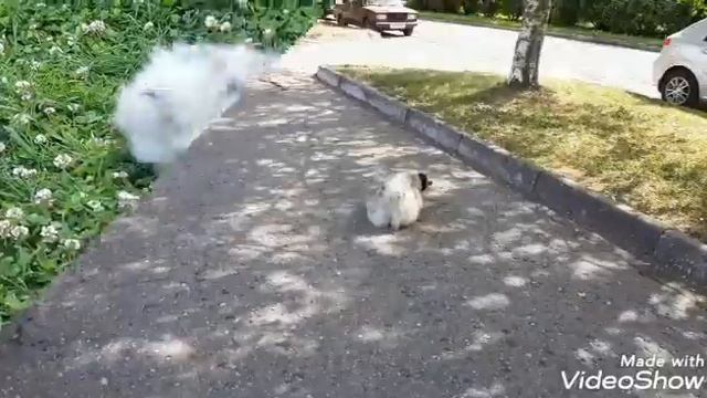 Династи Старс Велсон смотреть онлайн