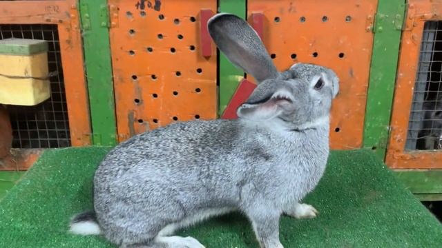 Вивідні самчики! смотреть онлайн